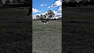 coco pony