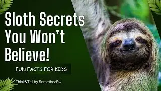 Why Do Sloths Hang Upside Down? 🦥 Cool Jungle Animal Facts!