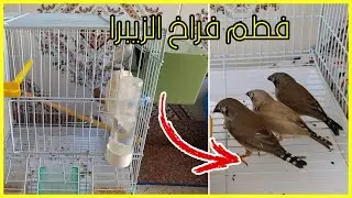 🐦فطم فراخ الزيبرا فينش و تجهيز زوج الزيبرا🐤