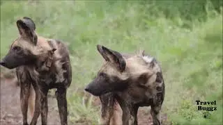 The African wild dog. Known for their pack behavior, these incredible dogs thrive in the Kruger.