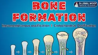 Bone Formation | Ossification Process Explained in Hindi | Intramembranous vs Endochondral