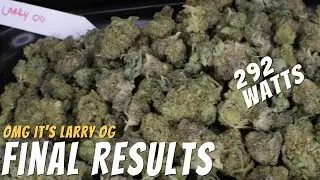 OMG IT'S LARRY OG: 4 Plant Mars Hydro TSW 2000 Harvest
