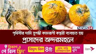 ২ হাজার হরিণ থেকে তৈরি হয় এক কেজি কস্তুরী | Musk Deer | News24