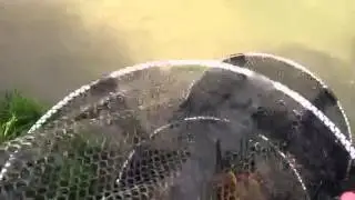 Full keep net at Beida Lake