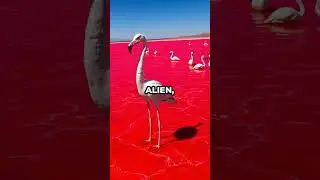 Dead Animals Turned Stone?! The Eerie Lake Natron Mystery!