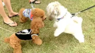Amber Toy Poodle - Pets Corner Event 2013
