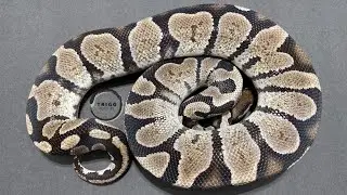 Nanny: McKenzie: Disco H Clown: MALES AVAILABLE:  BREEDER BALL PYTHONS