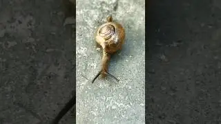 You Won&rsquo;t Believe What&rsquo;s Inside a Snail&rsquo;s Body! #shorts