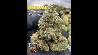 Cereal Milk THCa Flower | 30% Exotic Hybrid for Shops & Brands #THCaflower