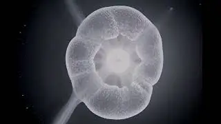 Your Immune System's Assassin | White Blood Cell Hunt in 4K