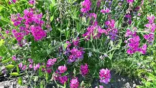 Erysimum cheiri, Lathyrus latifolius, Lathyrus japonicus, Hesperis matronalis, Ligustrum vulgare