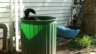 boobucket