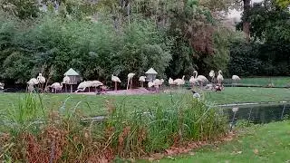 розовые фламинго # rosa Flamingos # pink flamingos