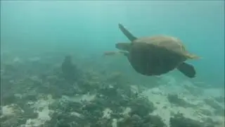 GoPro HERO 3+ - I see Turtle (Mauritius 2016)