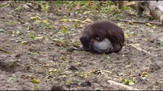 American Mink hunting and killing a Rat