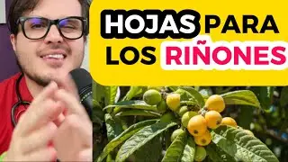 LOQUAT LEAVES: PROPERTIES AND BENEFITS THAT MANY DO NOT KNOW