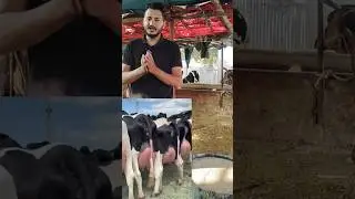 Balanced Diet Formula for Cow Buffalo 🐄 | 70% Hara Chara + 30% Sukha Chara = Zyada Doodh #shorts