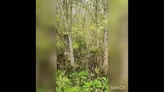 Going to the forest to collect wild onions