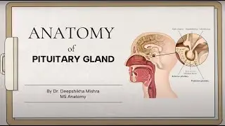 Anatomy of Pituitary Gland | Dr. Deep Shikha