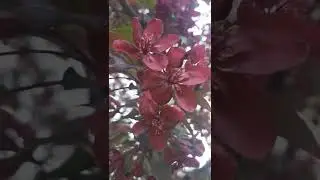 ЦВЕТЕНИЕ КРАСНОЙ ЯБЛОНИ. THE FLOWERING OF THE RED APPLE TREE.