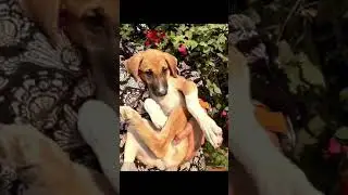 India for animals | Community dogs are up for Adoption | Adopt don't Shop | Cute indie puppies