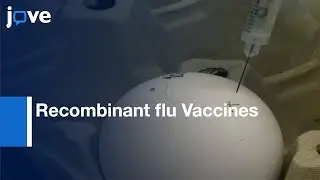 Recombinant flu Vaccines for Studying Mucosal Immunity | Protocol Preview