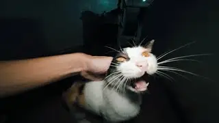 Feeding Stray Cats at the Local Market 276 | Quiet Cat Moments with English Subtitles