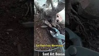 Press 2 Akar Ficus Kimeng Microcarpa Tahap 1 #bonsai #bonsaitree #programbonsai #plants #garden #art