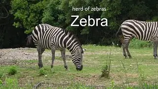 Zebra 20240430_2／Toyohashi Zoo & Botanical Park（non_hoi_park）／4K