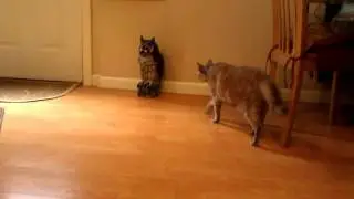 Pussin' scared by fake owl.