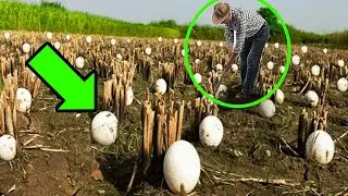 Farmer Finds MYSTERIOUS Eggs In His Crops &ndash; He Bursts Into Tears When They Hatch!