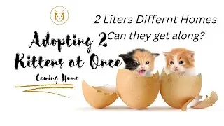Adopting 2 Kittens at Once  #kittyadoption #bringinghomekittens