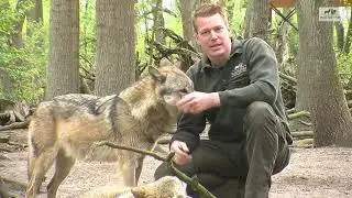 Was ist ein Wolfsrudel - Wolfsfamilie - Wolfcenter - powered by schuhplus - Schuhe in &Uuml;bergr&ouml;&szlig;en