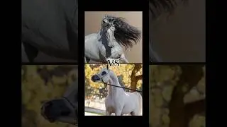 Top 10 Fastest Horse Breeds in the World (part-2) | Fastest Horse Breeds comparison