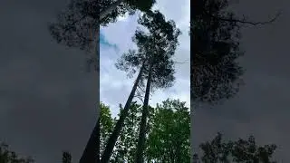 Amazing Flying squirrel, mortal jump😻