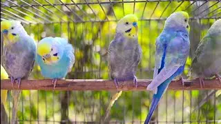 9 Hours of Budgie Best Friends - Mango and Chutney - Singing and Talking Sounds