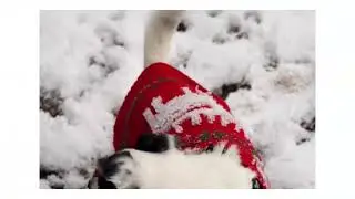 Canine Adventures in Snowy Wonderland!
