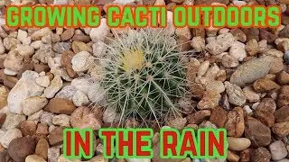 GROWING CACTI IN RAINY AREAS OUTDOORS | HOW TO GROW CACTI IN RAINY WEATHER