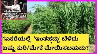 1 ಎಕರೆ ಹಸಿ ಮೇವಿನಲ್ಲಿ ಏಷ್ಟು ಕುರಿ/ಮೇಕೆ ಸಾಕಾಣಿಕೆ ಮಾಡಬಹುದು?