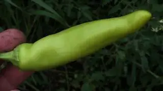 Hungarian Hot Wax Pepper