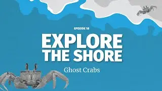 Ghost Crabs - what's down that hole in the sand?