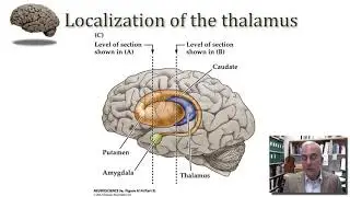 MN3 1 3 1 Overview of the Thalamus 15 37Av20540977,P1