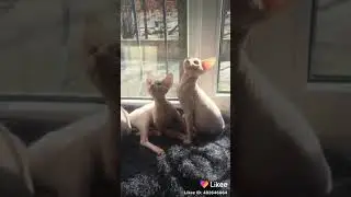 Sunny games part two. Canadian sphynx and sun.