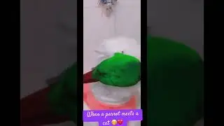 When a parrot meets a cat 🤣😍 #cutepets #funnypets #funnyencounters #cat #parrot #petlife