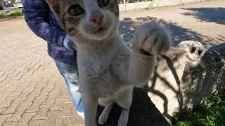 Very Hungry Kitten Sapped My Camera and Wanted Me to Feed it