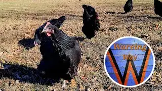 Jersey Giant chickens rule the roost! Setting up the hoop house & expanding the pasture!