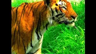 chhatbir zoo punjab wildlife