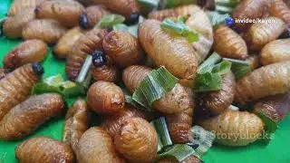 The Witchetty Grub: Australia&rsquo;s Most Controversial Culinary Delicacy