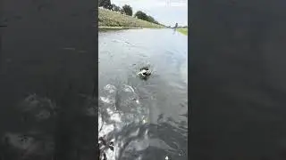This Dog Is The GOAT! You Won't Believe This Grab