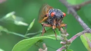 Adult Magicicada cicadas in West Virginia (Brood V, 2016)